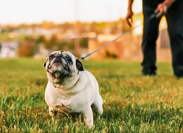 Per què convé triar els serveis funeraris d’Artemis?