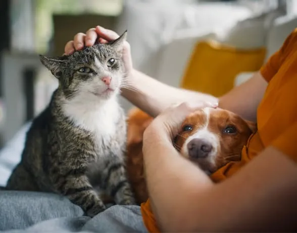 Tenim cura de la teva mascota amb respecte i afecte