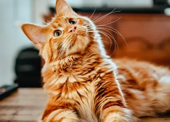 No saps per on començar?