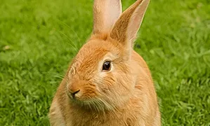 Incineració de Exoticos