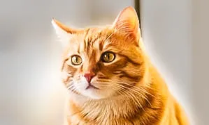 Incineració de gats