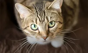 Incineració individual