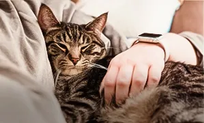 Incineració + vetlla