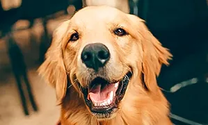 Incineració de gossos