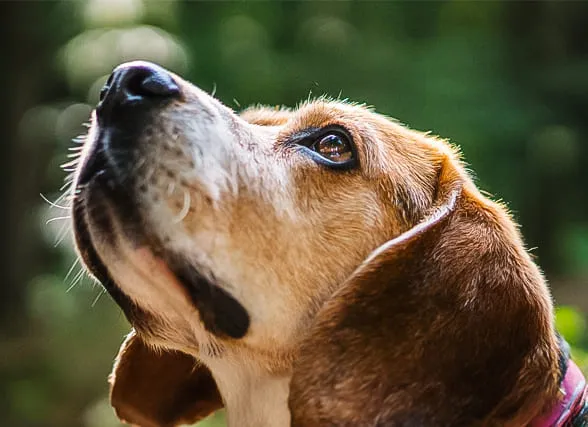 Per què convé fer el procés d’incineració del gos amb Artemis?