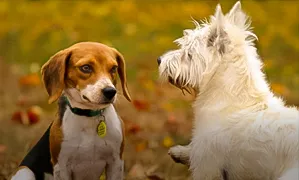 Incineració col·lectiva