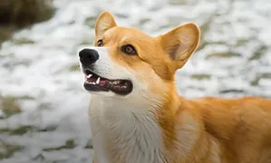 Incineració individual