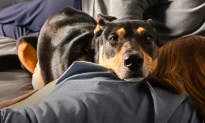 Incineració + vetlla