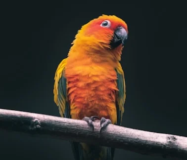 pajaro