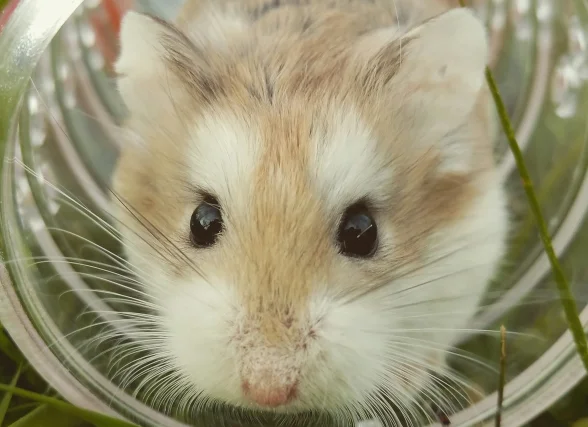 raton