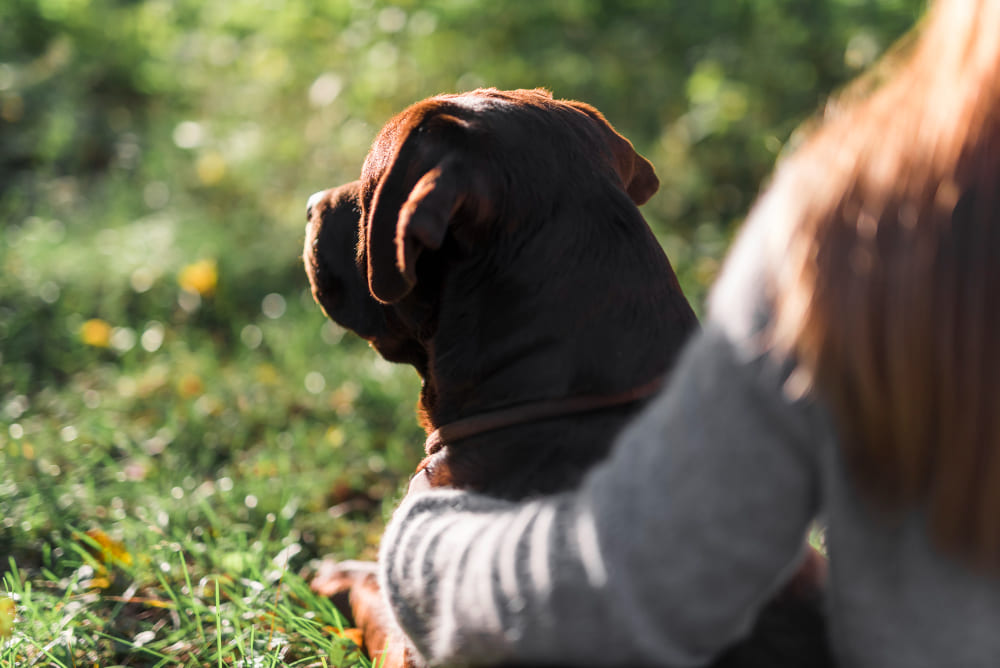 esperanza de vida de un perro
