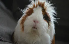 eeee
