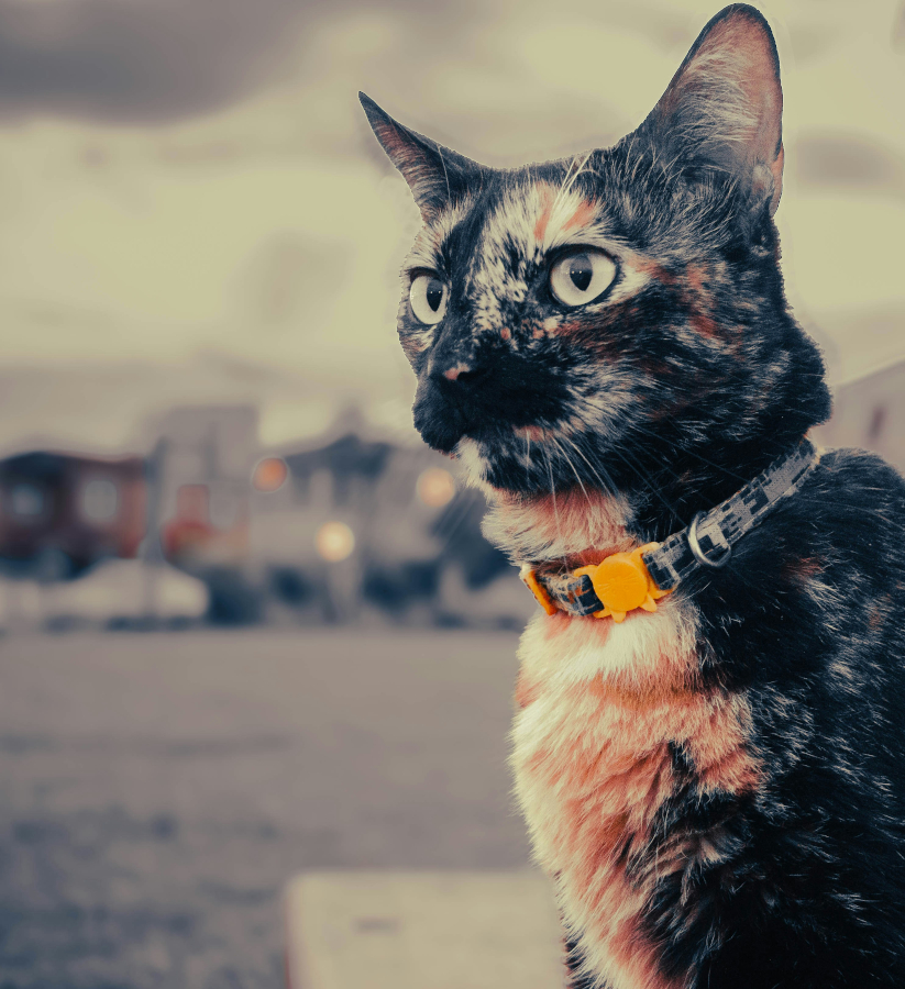 decir adiós a tu gatito